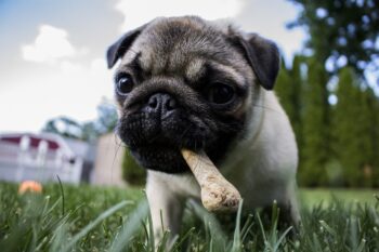 best dog food topper for Pugs