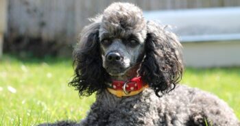 best dog food topper for Poodles